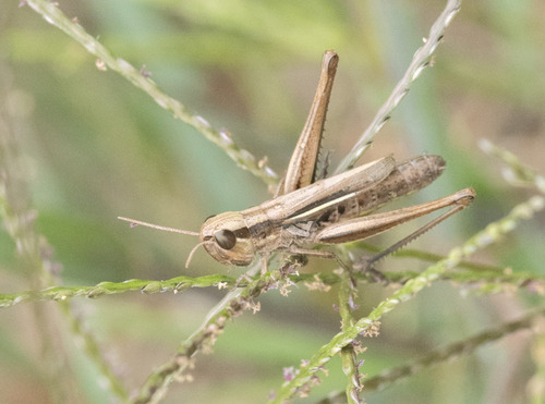 Common Straw Grasshopper