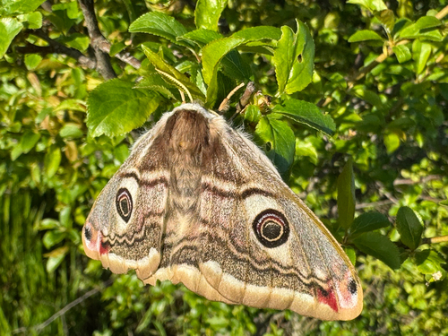 Ligurian Emperor