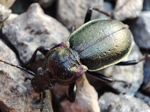 Bronze Ground Beetle