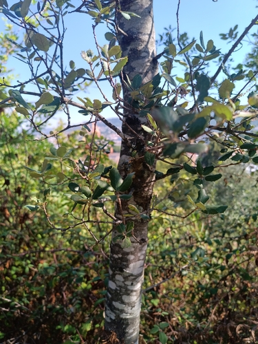 sweet acorn oak