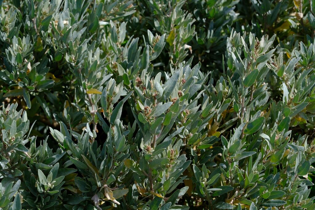 Atriplex cinerea; photograph (c) Peter Crowcroft, some rights reserved (CC BY)