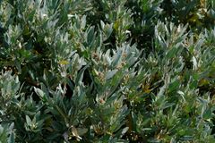 Atriplex cinerea