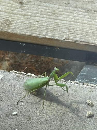 Transcaucasian Giant Mantis