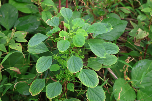 Acalypha indica, photograph 1