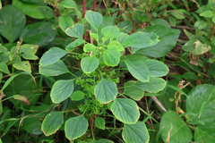 (c) Wolfgang Ahlmer, some rights reserved (CC BY) Acalypha indica, photograph (c) Wolfgang Ahlmer, some rights reserved (CC BY)