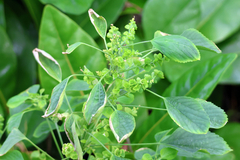Acalypha indica