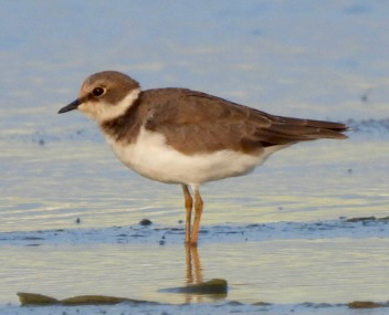 Little Ringed Plover
