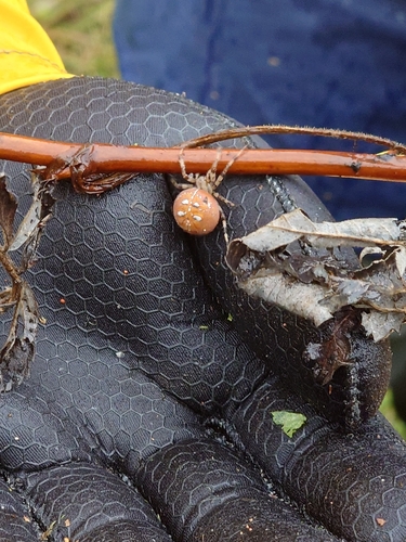 Four-spot Orbweaver