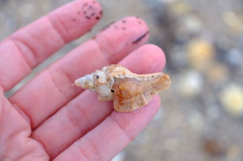 Pterochelus triformis observed 2026-09-15