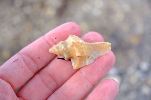 Pterochelus triformis observed 2026-09-15