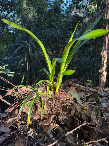 Arrowroot Orchid