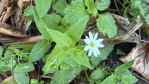Water Chickweed