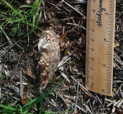 Tyto novaehollandiae