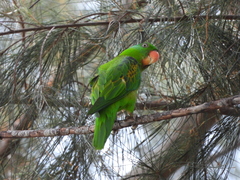 Tanygnathus lucionensis