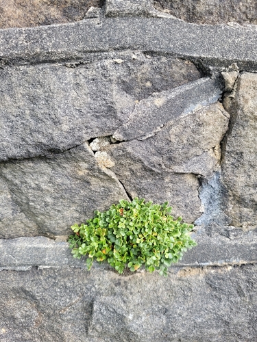 wall-rue