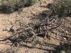 Cylindropuntia thurberi versicolor