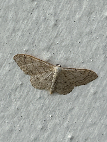 Riband Wave