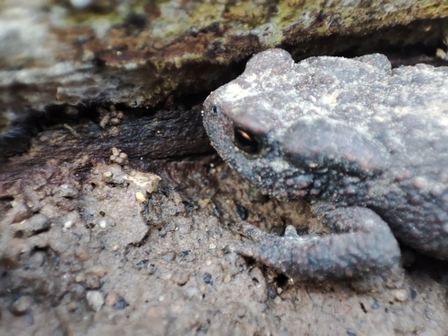 European Toad