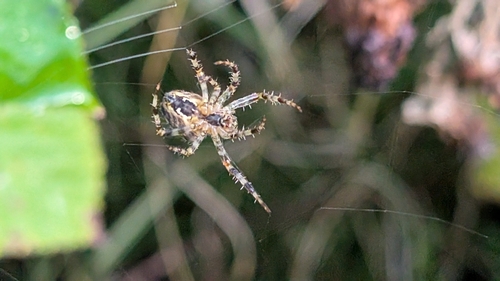 Cross Orbweaver