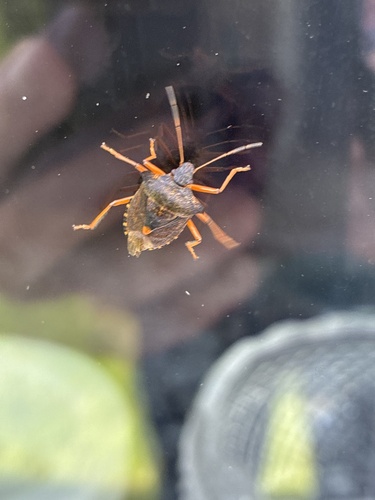 Forest Bug