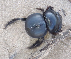 Pachysoma hippocrates