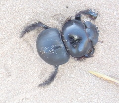 Pachysoma hippocrates