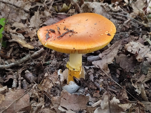 Caesar's mushroom