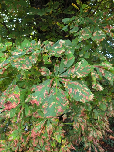 horse-chestnut