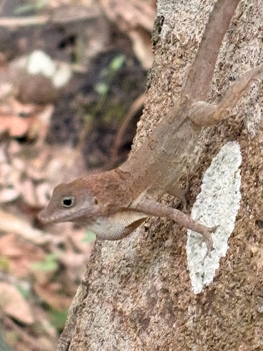 Crested Anole