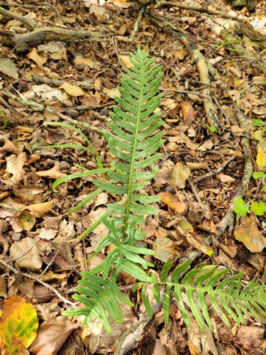 common polypody