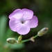 Dianthus caryophyllus - Photo (c) Anton Gjeldum, some rights reserved (CC BY-NC), uploaded by Anton Gjeldum