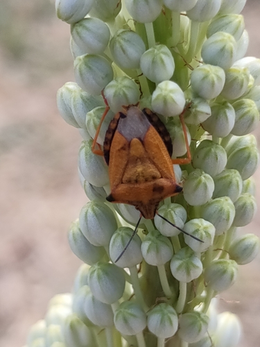 Red Shield Bug