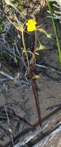 Image of Hemimeris sabulosa by (c) Nicola van Berkel, some rights reserved (CC BY-SA)