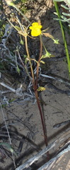 Hemimeris sabulosa