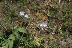 Linum lanuginosum