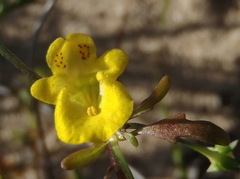Hemimeris sabulosa