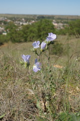 Linum lanuginosum