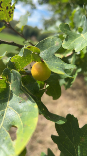 Cherry Gall Wasp