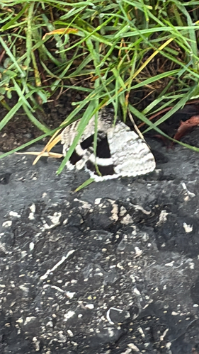 White Underwing