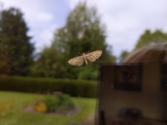 Eupithecia tripunctaria