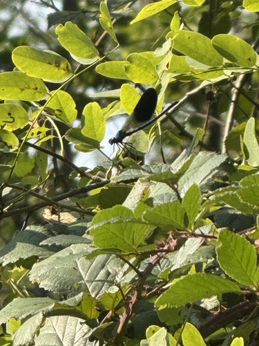 Banded Demoiselle