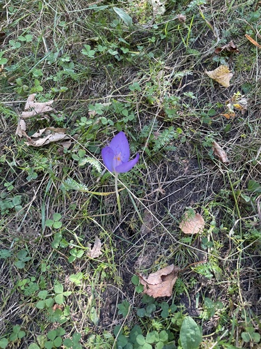 Byzantine Crocus