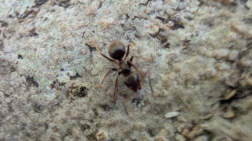 Lasius
