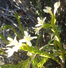 Gnidia geminiflora