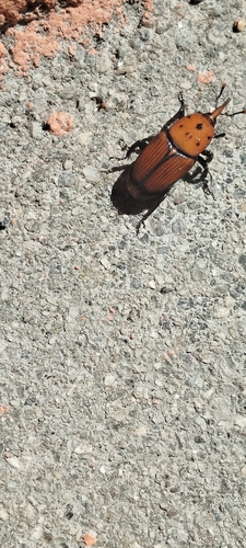 Red Palm Weevil
