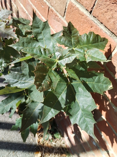 Norway maple