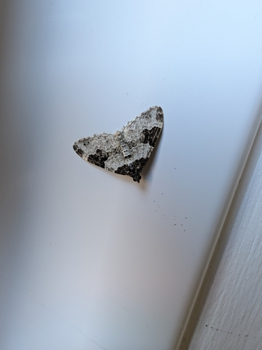 Garden Carpet