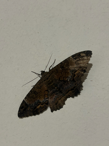 Feigeria mycerina