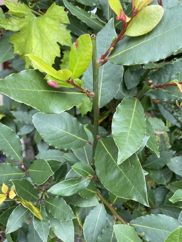 Bay laurel