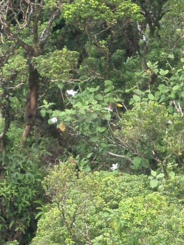 Hibiscus arnottianus